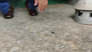 Белые статные голуби.