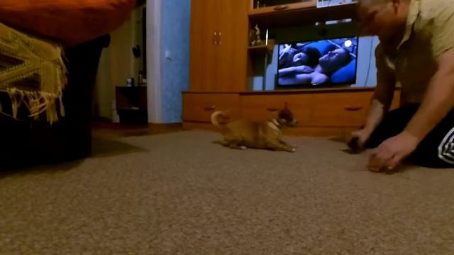 Наша собака породы Чихуахуа. смотреть онлайн