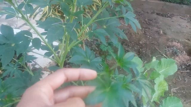 Cleome Spinosa ( planta aranha, mussambê, sete marias, beijo fedorento. смотреть онлайн