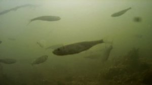 Как просто узнать есть ли рыба в водоеме?