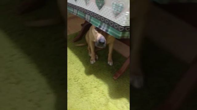 Посмотрите ,что я купил своей собачке!!! Руфочка стаффордширский терьер. смотреть онлайн