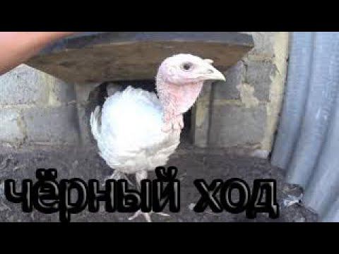 чёрный ход для птиц смотреть онлайн