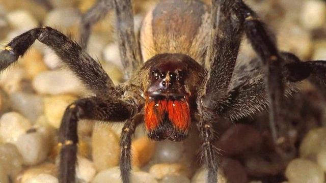 Если вы увидите это существо, то сразу бегите за помощью! Такое встречается раз в жизни! смотреть онлайн