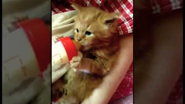 МЕЙН-КУН ПИТОМНИК ЕРОФЕЕВ (EROFEEV MAINE-COON)ЧЕМ КОРМИТЬ КОТЁНКА? смотреть онлайн