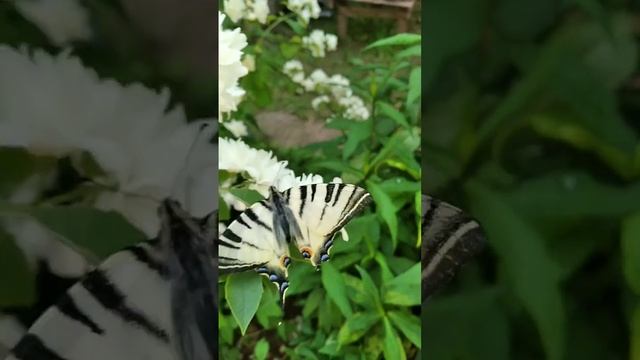 НЕОБЫЧНАЯ БАБОЧКА #бабочка #видео #дача #бабочки #lps смотреть онлайн