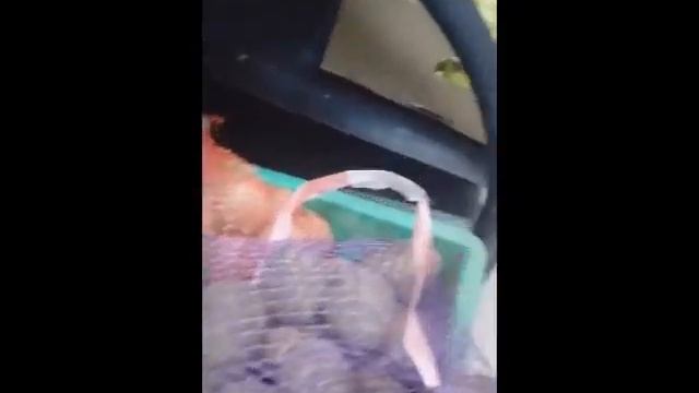 красивая зелёная картошка смотреть онлайн