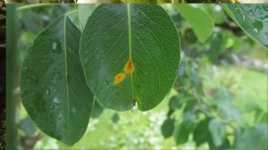 САМАЯ ВАЖНАЯ ОБРАБОТКА ГРУШИ В МАЕ.