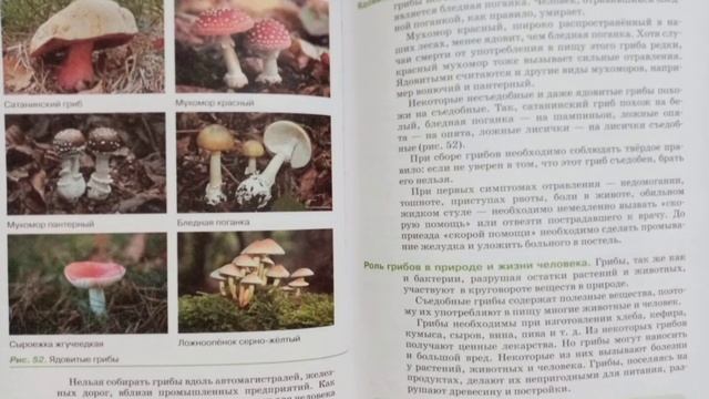 БИОЛОГИЯ, 5 КЛАСС, В. В. ПАСЕЧНИК, ПАРАГРАФ 13. ЦАРСТВО ГРИБЫ: МНОГООБРАЗИЕ И ЗНАЧЕНИЕ смотреть онлайн