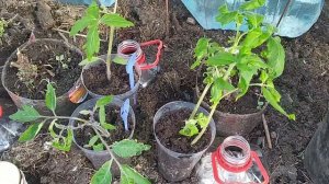 птичье перо для огорода. Эстония