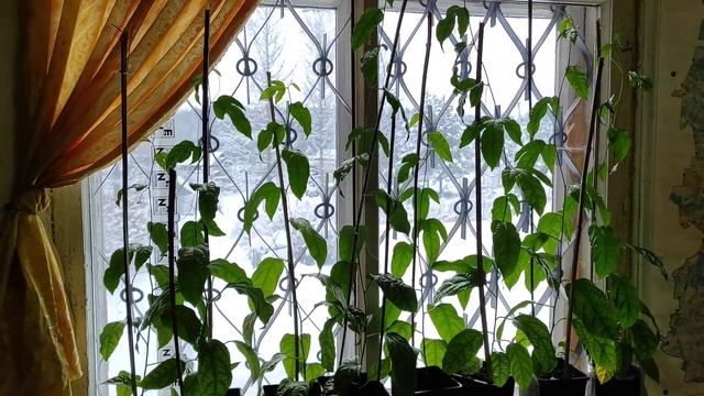 "Маракуйя или пассифлора съедобная". Эксперимент. смотреть онлайн