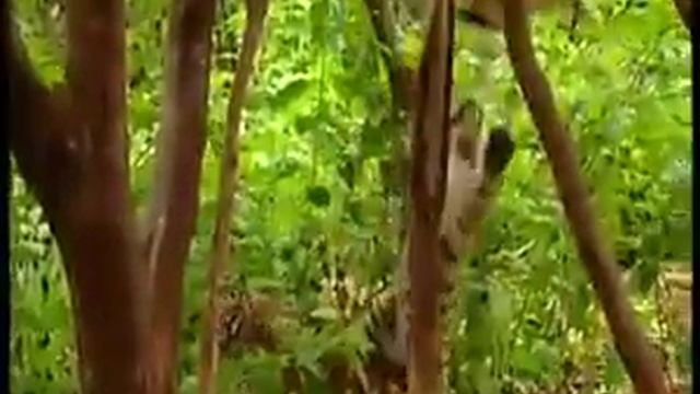 R.R...Monkey Slap Tiger...[0[...(*_*} смотреть онлайн
