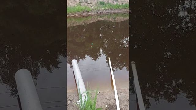 Рыбалка на своем пруду, ловля карася на червя, бешенный клев карася смотреть онлайн
