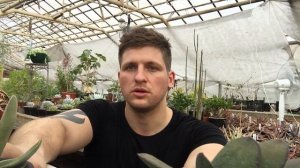 Суккуленты - какие из них самые популярные?