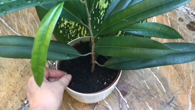 Активированный уголь незаменимый препарат для комнатных растений смотреть онлайн