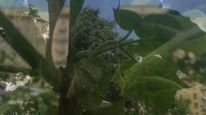 Павловния в Москве после зимы