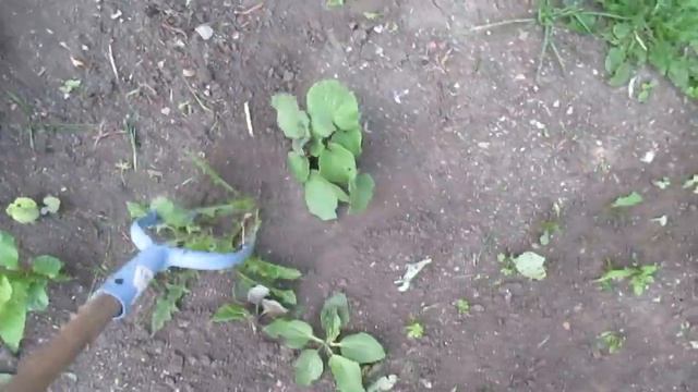 Избавляемся от сорняков. Как бороться с сорняками на даче. Петлевидный полольник #4 смотреть онлайн