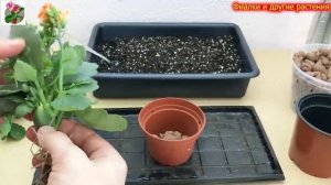 Как ПРАВИЛЬНО ухаживать за КАЛАНХОЭ ПОСЛЕ ПОКУПКИ? Во что ПОСАДИТЬ? Вся пошаговая инструкция ЗДЕСЬ!