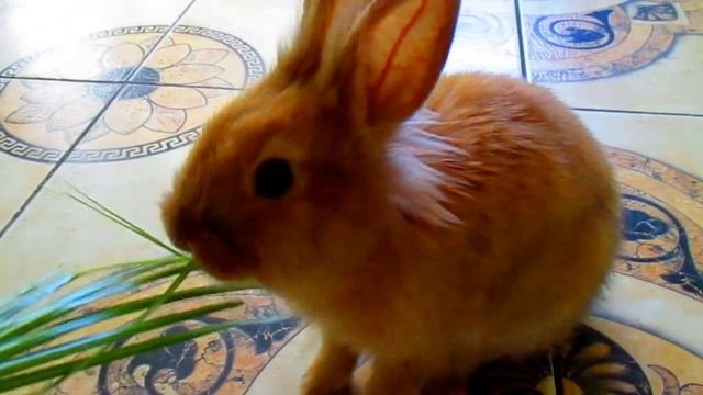 Как играть с домашним кроликом смотреть онлайн