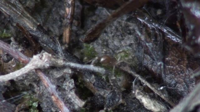 Millimetrico Linyphiidae tenta predazione su collembolo смотреть онлайн