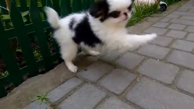 Мальчик Хин,2 месяца и 1 неделя. смотреть онлайн