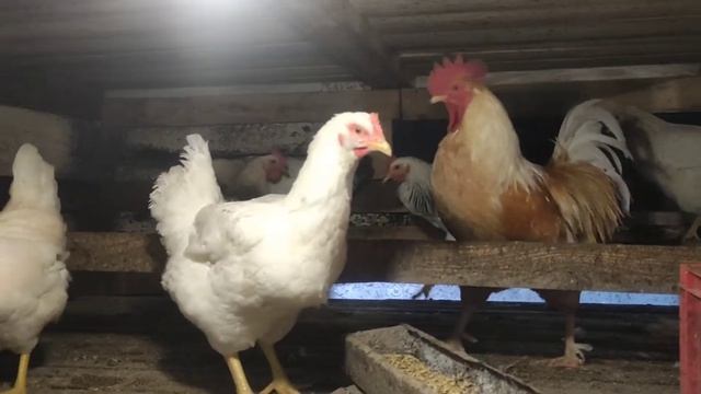 КАК Я ЛОХАНУЛАСЬ С КУРАМИ,ОПЯТЬ ПРОБЛЕМЫ,ОПЯТЬ БОЛЬНИЦЫ. смотреть онлайн