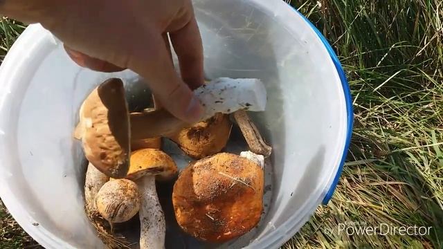 Сбор грибов! Как я закончил сезон по белым грибам?! От 25.09.2017 смотреть онлайн