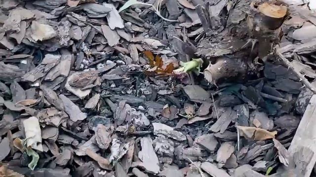 ПОЧЕРНЕВШИЕ РОЗЫ ПОСЛЕ ЗИМЫ. ДАЙТЕ ИМ ШАНС смотреть онлайн