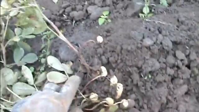 Арахис - лучший предшественник для картофеля и не только !!! смотреть онлайн