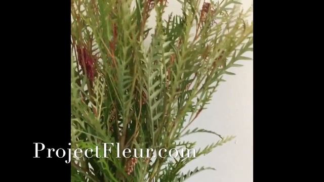 Grevillea Foliage