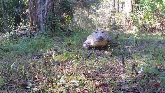 Cuban Crocodile “Chiquita” Galloping Like A Dog, On Command. #shorts