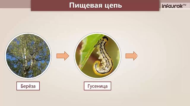 Природное сообщество – лес | Окружающий мир 3 класс #36 | Инфоурок смотреть онлайн