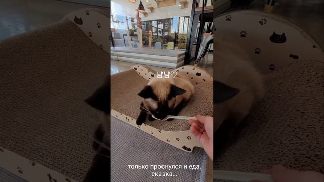 популярное кафе с животными в Южной Корее смотреть онлайн