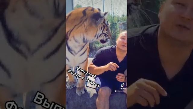 Факты о тиграх !) смотреть онлайн