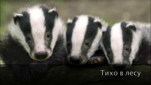 Тихо в лесу "Silence in the woods" (Electronic version of Russian song)