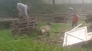 Бараны атакуют!!!
