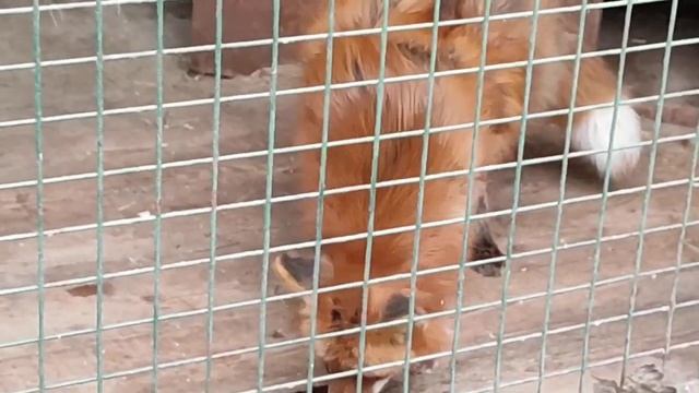 Лиса. ЦПКиО. Санкт-Петербург смотреть онлайн