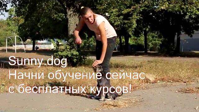 Команда "рядом" - дрессировка цвергшнауцера. Учим выполнять команду "рядом". смотреть онлайн