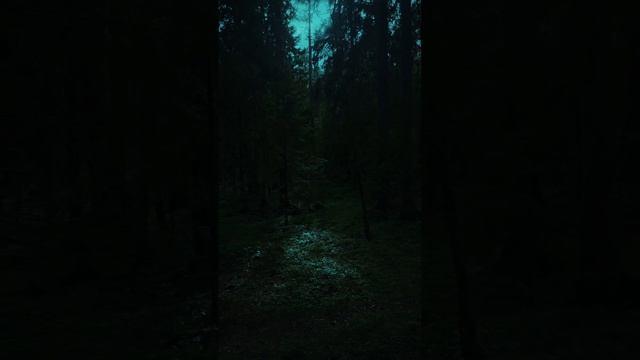 Лесные звуки - это как голоса древних стражей, шепчущих тайны зеленых глубин. смотреть онлайн