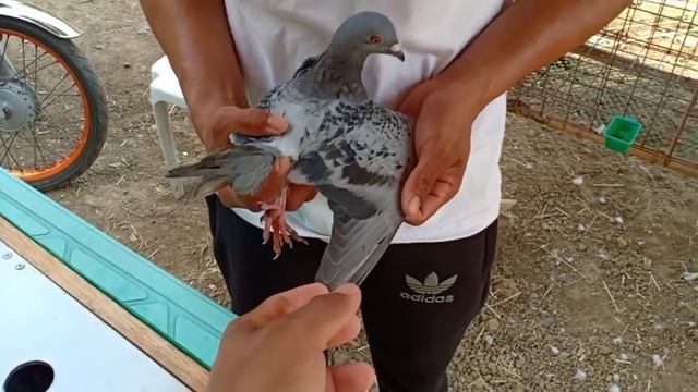 FORCE MOLT OR FEATHERING FOR PIGEON RACING | MALAPIT NA ANG CLUB TRAINING смотреть онлайн