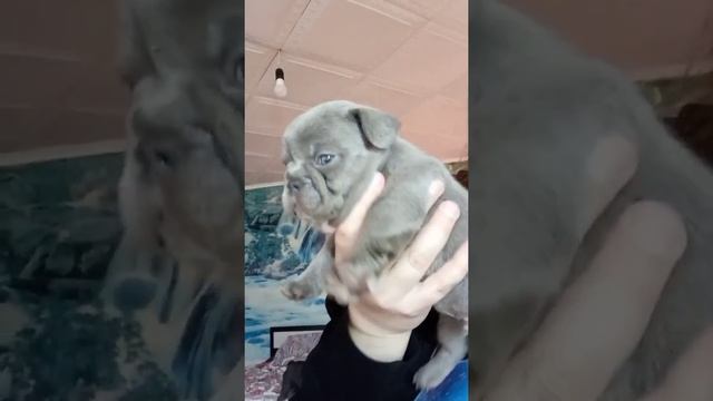 Лиловый французский бульдог смотреть онлайн