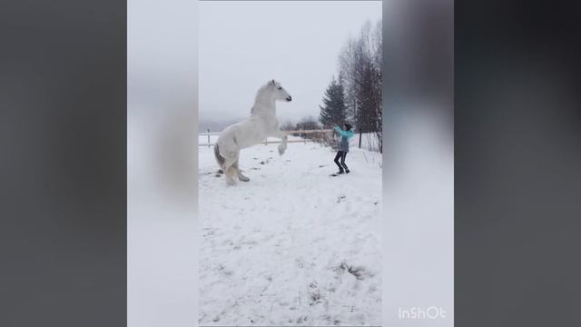 Введение и красивые фото лошадок😘😘 смотреть онлайн