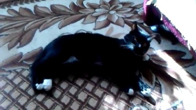 Кот Kira aka Kiril - 3 смотреть онлайн