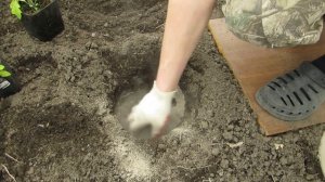 ЗОЛА что это за УДОБРЕНИЕ и как ПРАВИЛЬНО его применять.