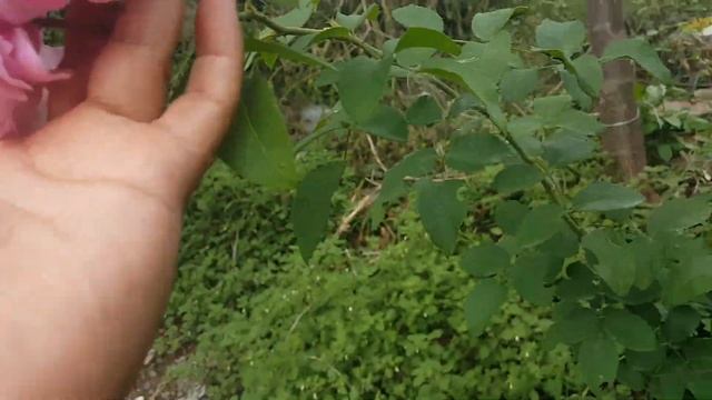 Mary Rose (AUSMARY) / David Austin 1983 English Rose Collection - rosier - rosa смотреть онлайн