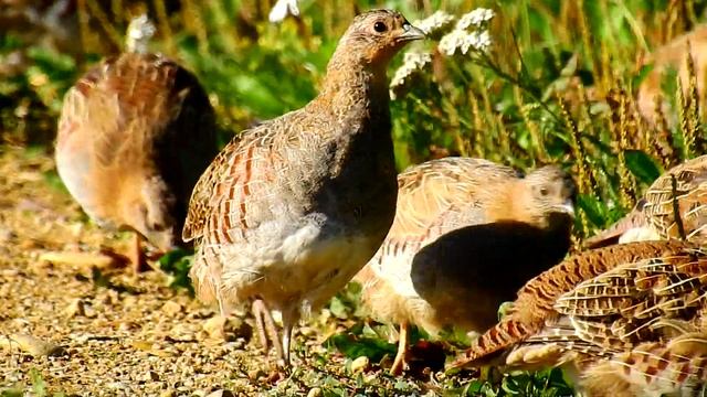 Перепёлка на воле. смотреть онлайн