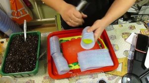 Как быстро сделать стаканчики для рассады  из подложки .Грунт для рассады.