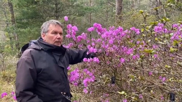 Rhododendron mucronulatum