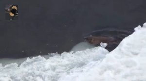 ✔ПОЛЬЗА И ВРЕД МЯСА ОНДАТРЫ? ПОЧЕМУ ЕЕ НАЗЫВАЮТ ВОДЯНЫМ КРОЛИКОМ? #Ондатра #Охота #природа #Животны