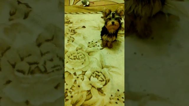 Как научить собаку командой принеси смотреть онлайн
