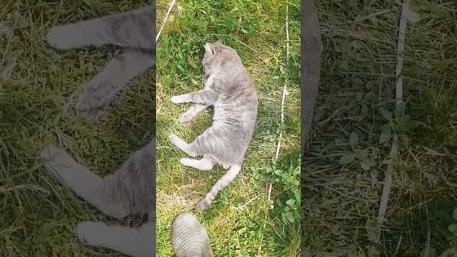 Барсик ушел в отказной смотреть онлайн